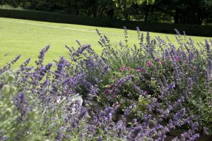 buckle lane memorial garden flower beds 18 sm.jpg